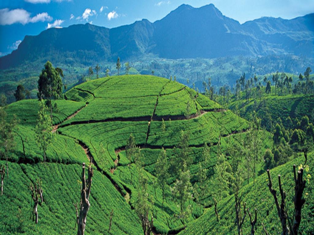 New Tour Inn Nuwara Eliya Ngoại thất bức ảnh